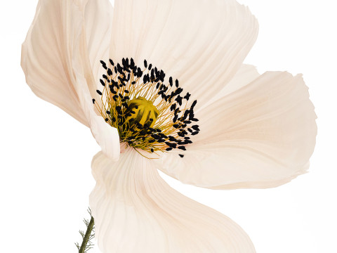 Bouquet Of Beautiful Wild Flower Icelandic Poppy 517 Model 3D