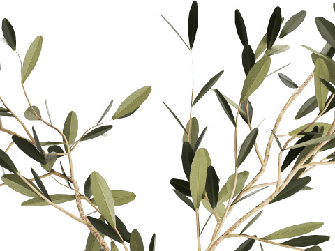 Small Minimalistic Bouquet Vase Olive Branches 518 3D Модель