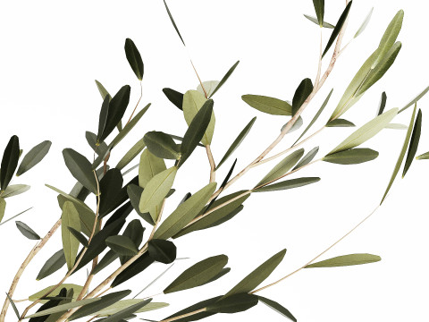 Small Minimalistic Bouquet Vase Olive Branches 518 3D Модель