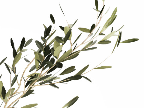 Small Minimalistic Bouquet Vase Olive Branches 518 3D Модель