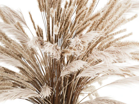 Bouquet Of Dried Flowers Pampas Branches Reed 519 3D Model