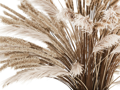 Bouquet Of Dried Flowers Pampas Branches Reed 519 3D Model