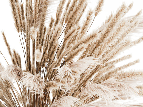 Bouquet Of Dried Flowers Pampas Branches Reed 519 3D Model