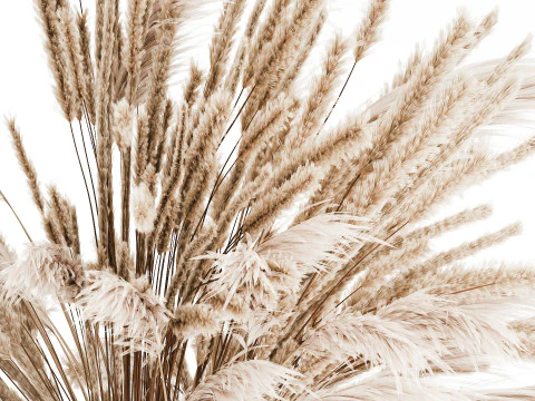 Bouquet Of Dried Flowers Pampas Branches Reed 519 3D Model