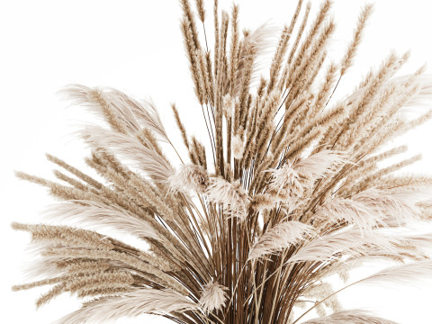 Bouquet Of Dried Flowers Pampas Branches Reed 519 3D Model