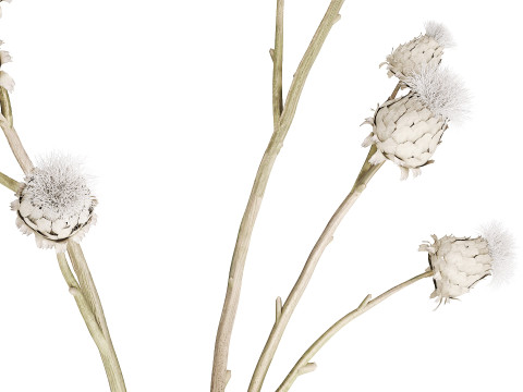 White bouquet dried flowers branches Thistle thorn 520 Modello 3D