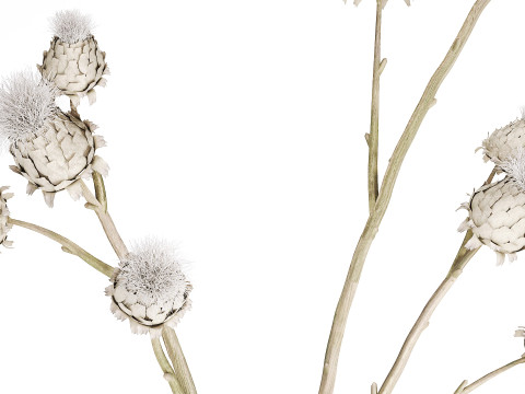 White bouquet dried flowers branches Thistle thorn 520 Modello 3D