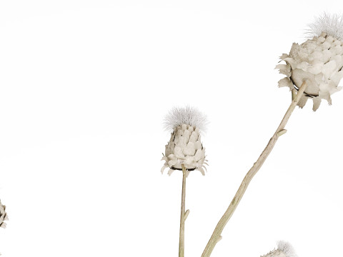 White bouquet dried flowers branches Thistle thorn 520 Modello 3D