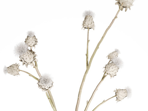 White bouquet dried flowers branches Thistle thorn 520 Modello 3D