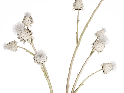 White bouquet dried flowers branches Thistle thorn 520 Modello 3D