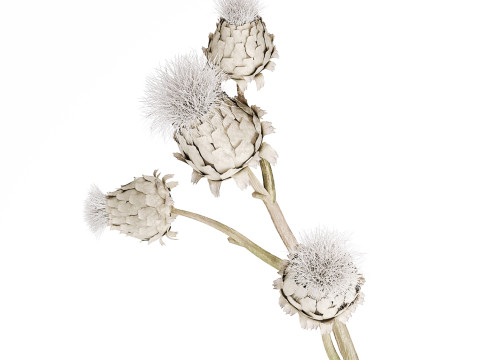 White bouquet dried flowers branches Thistle thorn 520 Modello 3D