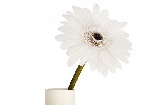 Small Bouquet Of White Flowers Gerbera Details 521 3D Model
