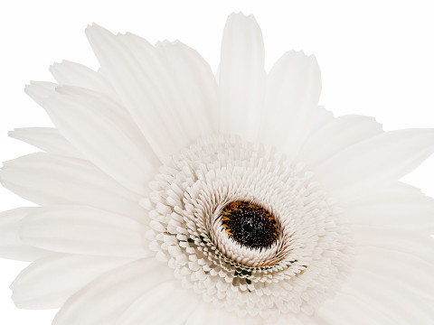 Small Bouquet Of White Flowers Gerbera Details 521 Modello 3D