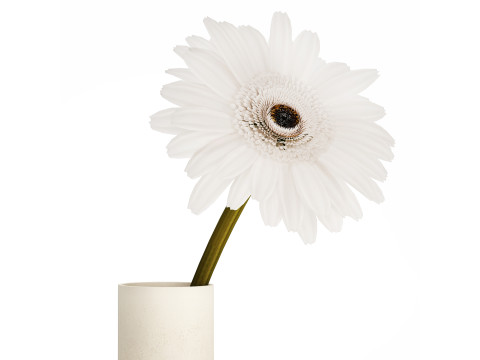 Small Bouquet Of White Flowers Gerbera Details 521 Modello 3D