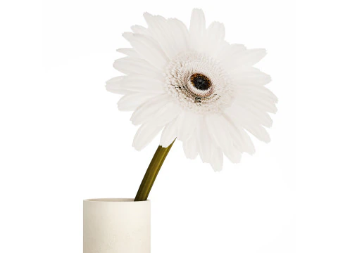 Small Bouquet Of White Flowers Gerbera Details 521 3D Model