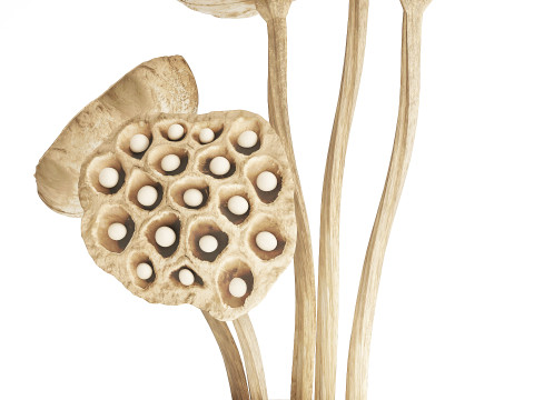 Flower Bouquet Of Dried Flowers Lotus Branches 522 Modello 3D