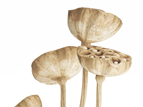 Flower Bouquet Of Dried Flowers Lotus Branches 522 Modello 3D