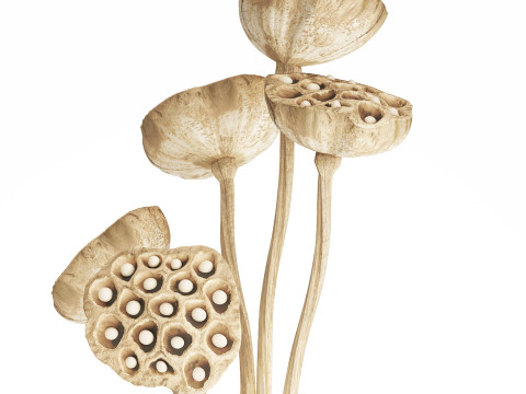 Flower Bouquet Of Dried Flowers Lotus Branches 522 Modello 3D