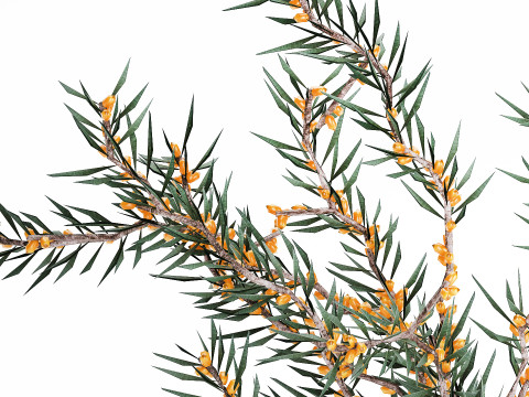 Bouquet Branches Yellow Berries Sea Buckthorn 523 Modelo 3D