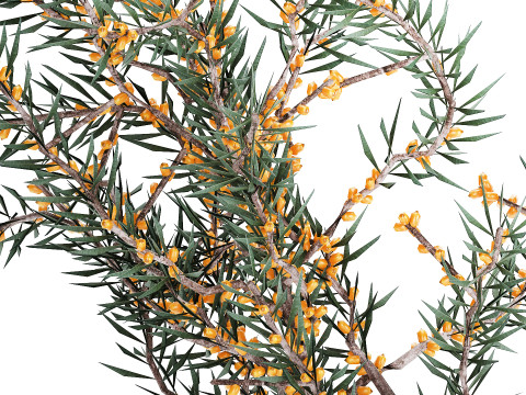 Bouquet Branches Yellow Berries Sea Buckthorn 523 Modelo 3D