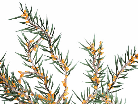 Bouquet Branches Yellow Berries Sea Buckthorn 523 Modelo 3D