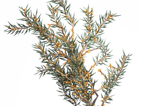 Bouquet Branches Yellow Berries Sea Buckthorn 523 Modelo 3D