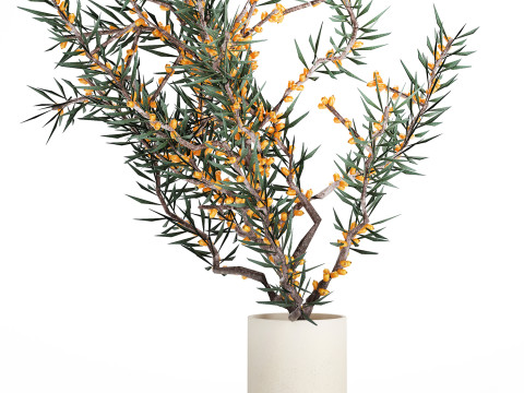 Bouquet Branches Yellow Berries Sea Buckthorn 523 Modelo 3D