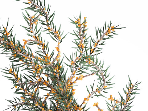 Bouquet Branches Yellow Berries Sea Buckthorn 523 Modelo 3D