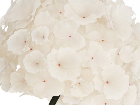 Bouquet Of White Flowers In A Vase Of Hydrangea 524 3D Model