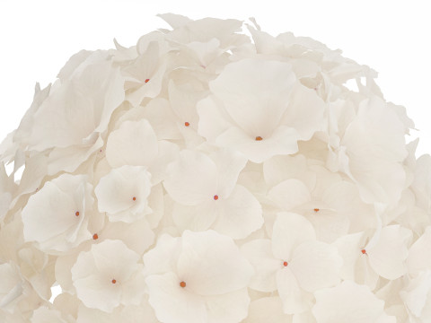 Bouquet Of White Flowers In A Vase Of Hydrangea 524 3D Model