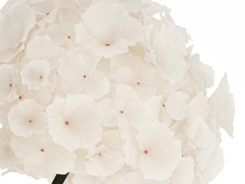 Bouquet Of White Flowers In A Vase Of Hydrangea 524 3D Model