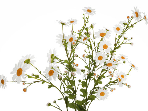 White Flower Bouquet Branch Of Chamomile 525 3D 模型