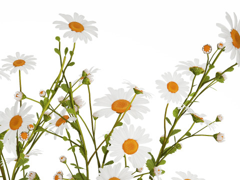 White Flower Bouquet Branch Of Chamomile 525 3D 模型