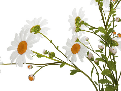 White Flower Bouquet Branch Of Chamomile 525 3D 模型
