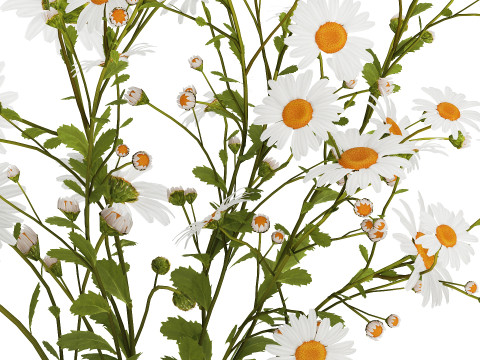 White Flower Bouquet Branch Of Chamomile 525 3D 模型