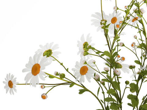 White Flower Bouquet Branch Of Chamomile 525 3D 模型