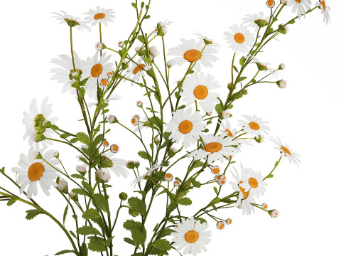 White Flower Bouquet Branch Of Chamomile 525 3D 模型