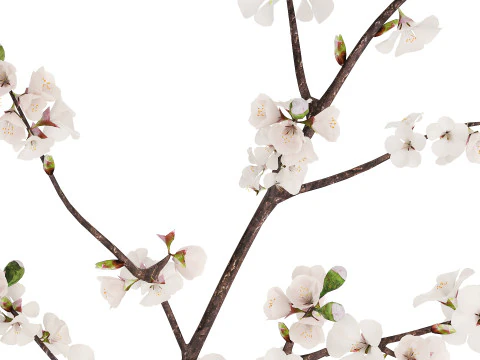 Bouquet Of Cherry Blossom Branches And Sakura 527 3D Model