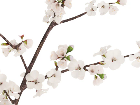 Bouquet Of Cherry Blossom Branches And Sakura 527 3D Model