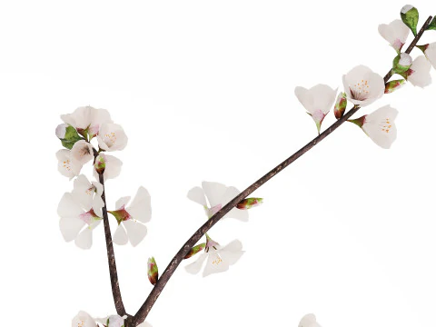 Bouquet Of Cherry Blossom Branches And Sakura 527 3D Model