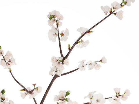 Bouquet Of Cherry Blossom Branches And Sakura 527 3D Модель
