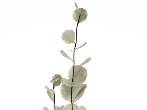 Bouquet Of Dried Flowers From Branches Eucalyptus 528 3Dモデル