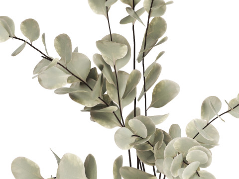 Bouquet Of Dried Flowers From Branches Eucalyptus 528 3Dモデル