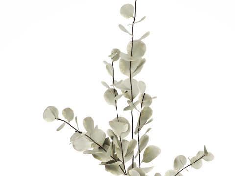 Bouquet Of Dried Flowers From Branches Eucalyptus 528 3Dモデル