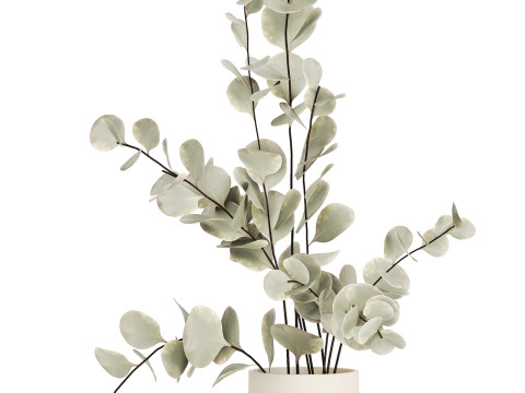 Bouquet Of Dried Flowers From Branches Eucalyptus 528 3Dモデル
