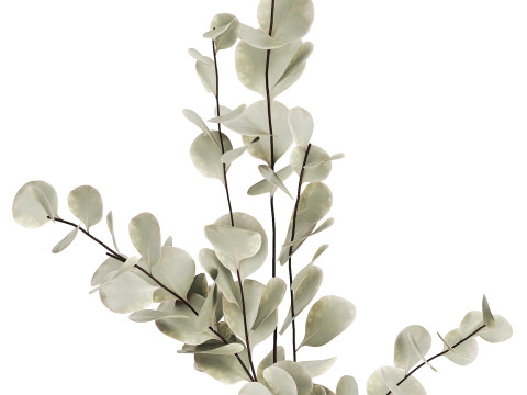 Bouquet Of Dried Flowers From Branches Eucalyptus 528 3Dモデル