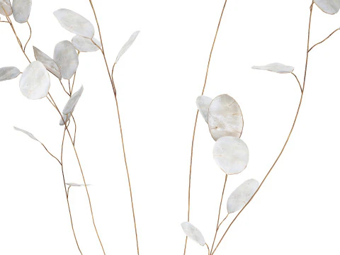 Dried Flowers From Branches Lunnik Lunaria in a vase 529 3D Model