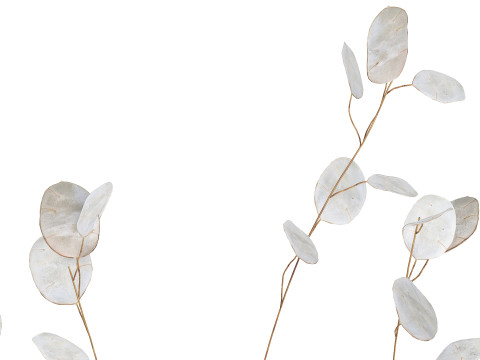 Dried Flowers From Branches Lunnik Lunaria in a vase 529 3D Модель