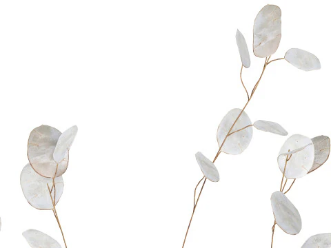Dried Flowers From Branches Lunnik Lunaria in a vase 529 3D Model