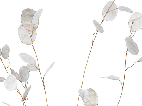 Dried Flowers From Branches Lunnik Lunaria in a vase 529 3D Модель